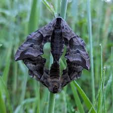 Attēlu rezultāti vaicājumam “Smerinthus ocellata”