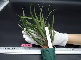 Image result for tillandsia umbellata