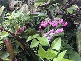 Attēlu rezultāti vaicājumam “Dipogon sp.”