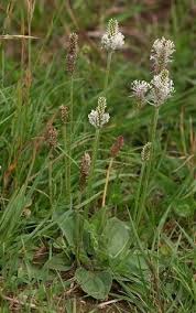 Attēlu rezultāti vaicājumam “Plantago media bud”