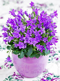 Image result for Glockenblumen