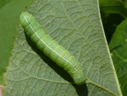 Attēlu rezultāti vaicājumam “Orthosia sp.”