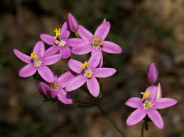 Attēlu rezultāti vaicājumam “Centaurium erythraea”