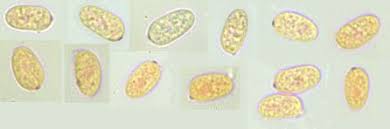 Attēlu rezultāti vaicājumam “Merismodes anomala”