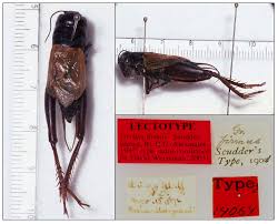 Attēlu rezultāti vaicājumam “Gryllus domesticus”