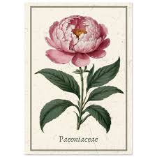 Attēlu rezultāti vaicājumam “Paeoniaceae”