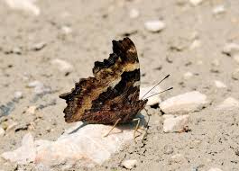 Attēlu rezultāti vaicājumam “Nymphalis xanthomelas upperside”