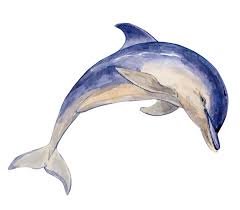 Image result for Delphinus delphis