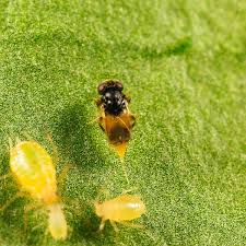 Attēlu rezultāti vaicājumam “Athelia pyriformis”