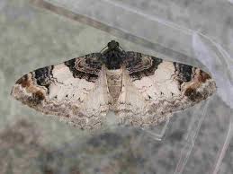 Attēlu rezultāti vaicājumam “Catarhoe cuculata”