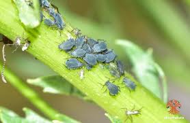 Attēlu rezultāti vaicājumam “Aphis jacobaeae”