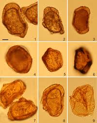 Attēlu rezultāti vaicājumam “Diachea dictyospora (syn. Craterium dictyosporum) spores”