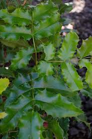 Attēlu rezultāti vaicājumam “Mahonia aquifolium”