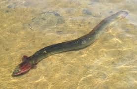 Image result for Anguilla rostrata