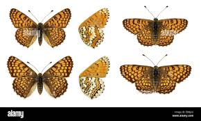 Attēlu rezultāti vaicājumam “Melitaea cinxia upperside”