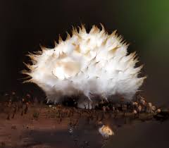 Attēlu rezultāti vaicājumam “Chlorencoelia versiformis”