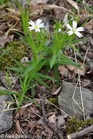 Attēlu rezultāti vaicājumam “Stellaria holostea flower”