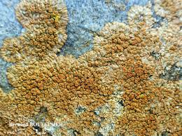 Attēlu rezultāti vaicājumam “Caloplaca saxicola”