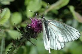 Attēlu rezultāti vaicājumam “Aporia crataegi pupa”