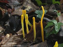 Attēlu rezultāti vaicājumam “Clavulinopsis helvola”