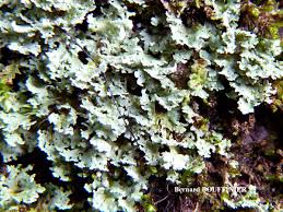 Attēlu rezultāti vaicājumam “Cladonia parasitica”