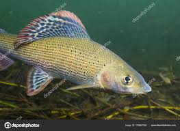 Image result for Thymallus thymallus