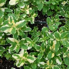 Attēlu rezultāti vaicājumam “Mentha x verticillata leaf”