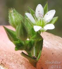 Attēlu rezultāti vaicājumam “Arenaria serpyllifolia flower”