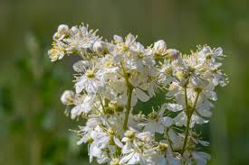 Image result for Filipendula vulgaris