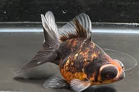 Image result for 出目金