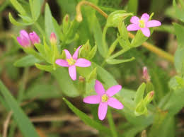 Image result for Centaurium erythraea