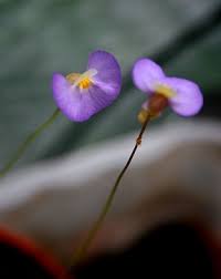 Attēlu rezultāti vaicājumam “Lentibulariaceae”