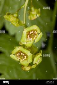 Attēlu rezultāti vaicājumam “Ribes rubrum flower”