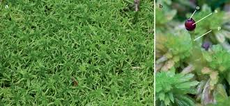 Attēlu rezultāti vaicājumam “Sphagnum centrale sporophyte”