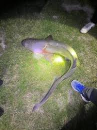 Image result for Notorynchus cepedianus