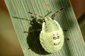 Attēlu rezultāti vaicājumam “Palomena prasina nymph”