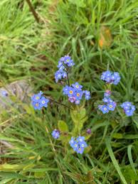 Attēlu rezultāti vaicājumam “Myosotis stricta fruit”