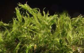 Attēlu rezultāti vaicājumam “Hygroamblystegium varium”