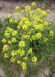 Attēlu rezultāti vaicājumam “Sinapis arvensis flower”