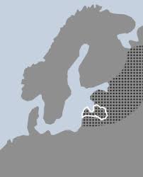 Attēlu rezultāti vaicājumam “Dactylorhiza russowii”