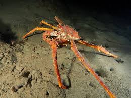 Image result for Lithodes maja