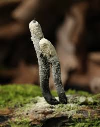 Attēlu rezultāti vaicājumam “Xylaria”