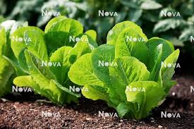 Attēlu rezultāti vaicājumam “Lactuca sativa”