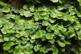 Attēlu rezultāti vaicājumam “Conocephalum salebrosum sporophyte”