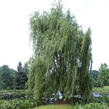 Attēlu rezultāti vaicājumam “Salix alba var. alba”