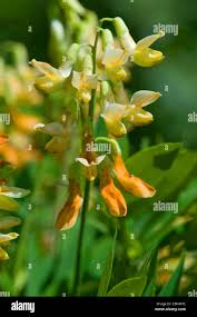 Attēlu rezultāti vaicājumam “Lathyrus laevigatus”