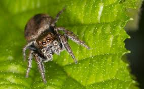 Attēlu rezultāti vaicājumam “Evarcha falcata female”