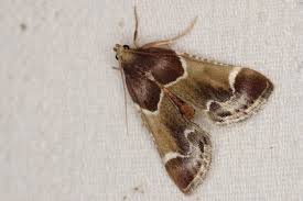 Attēlu rezultāti vaicājumam “Pyralis farinalis”