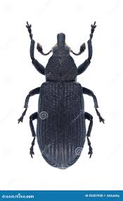 Attēlu rezultāti vaicājumam “Magdalis sp.”