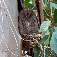 Image result for Otus scops